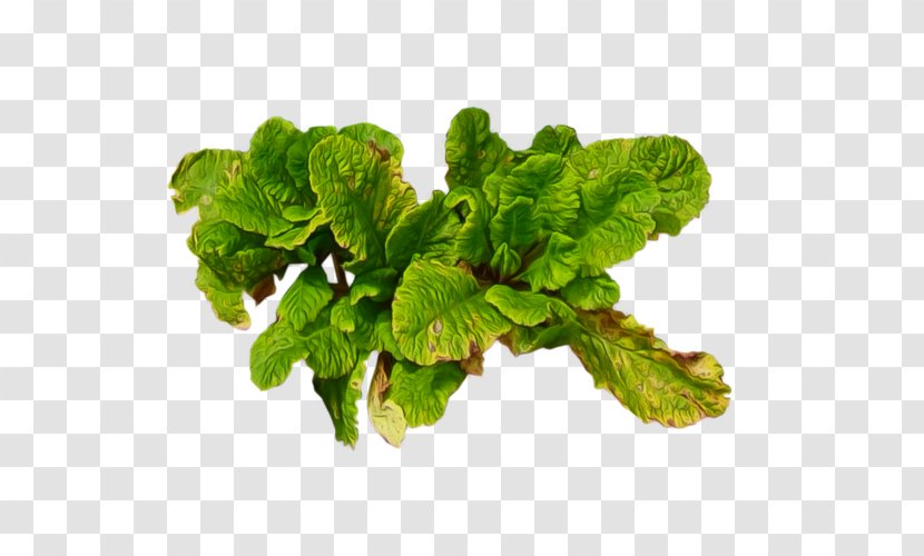 Spring Greens Leaf Plant - Romaine Lettuce - Green Vegetables Transparent PNG