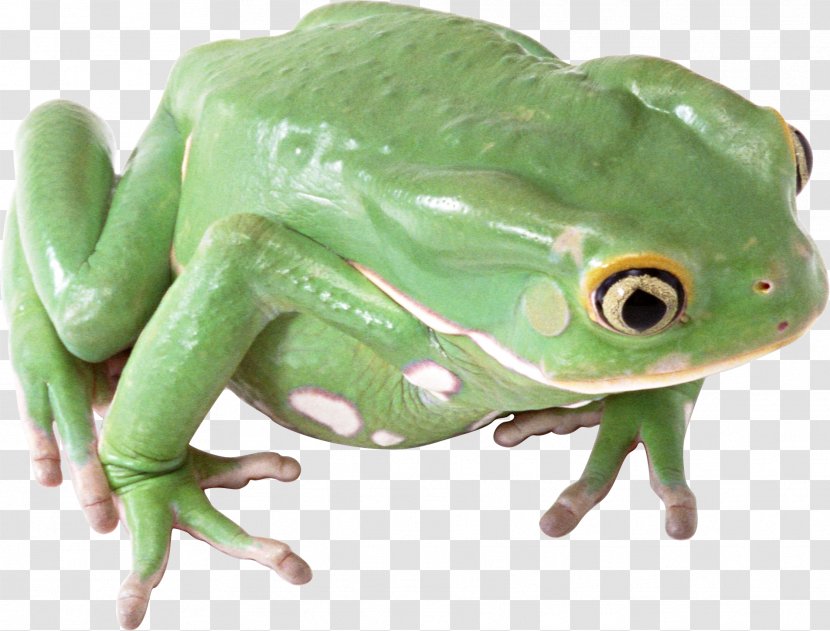 Common Frog - Organism - Image Transparent PNG