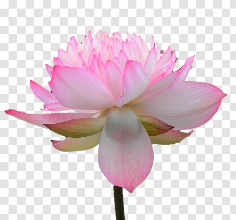 Sacred Lotus Herbaceous Plant Peony Pink M Stem - Water Lily - Aum Poster Transparent PNG