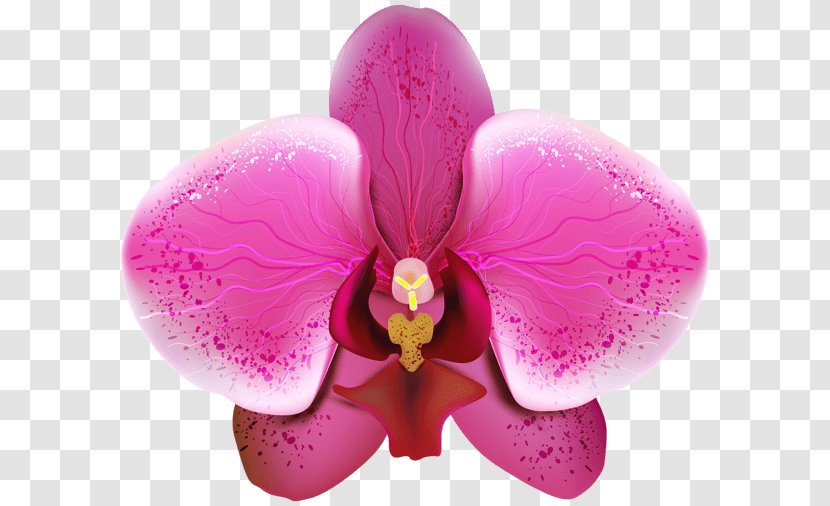 Orchids Desktop Wallpaper Clip Art - Purple Innovation - Orchid Transparent PNG