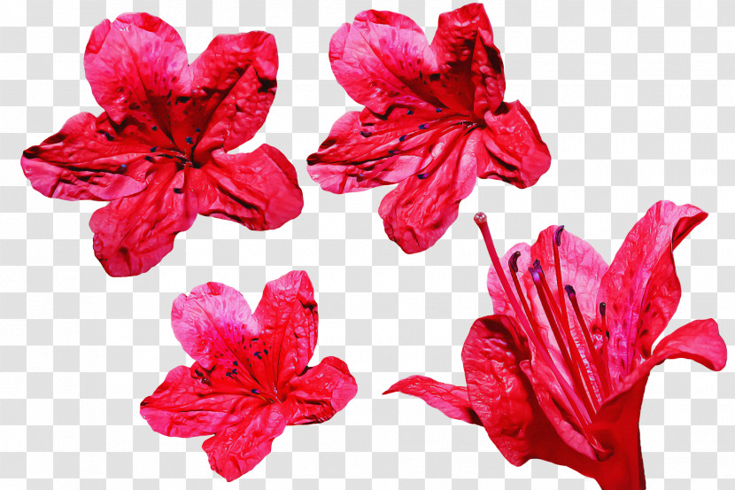 Floral Design Transparent PNG