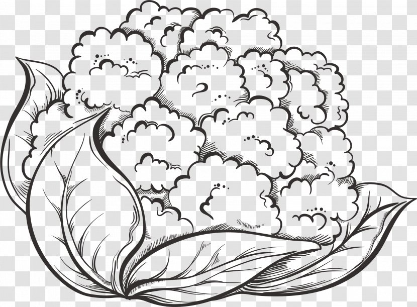 Cauliflower Drawing Vegetable Broccoli - Monochrome Photography - Hand-painted Transparent PNG