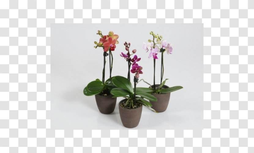 Moth Orchids Houseplant Burnt-tip Orchid - Plant Transparent PNG