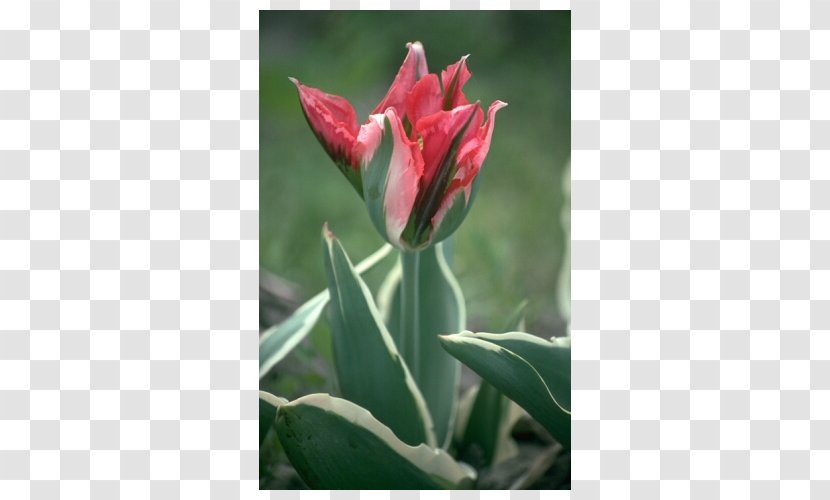 Tulip Petal Plant Stem - Flower Transparent PNG