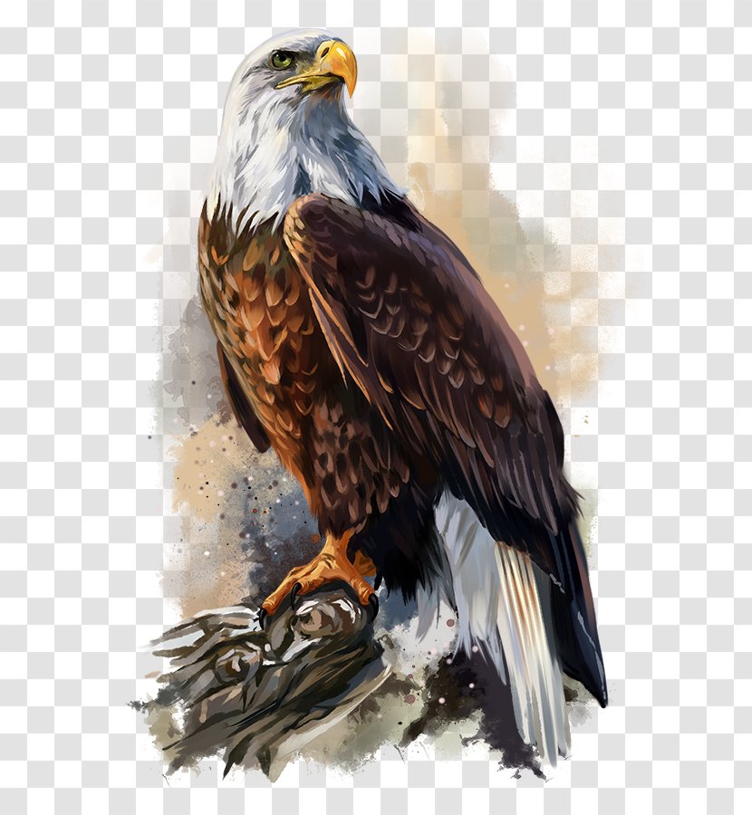 Bald Eagle Poster Art - Drawing Transparent PNG