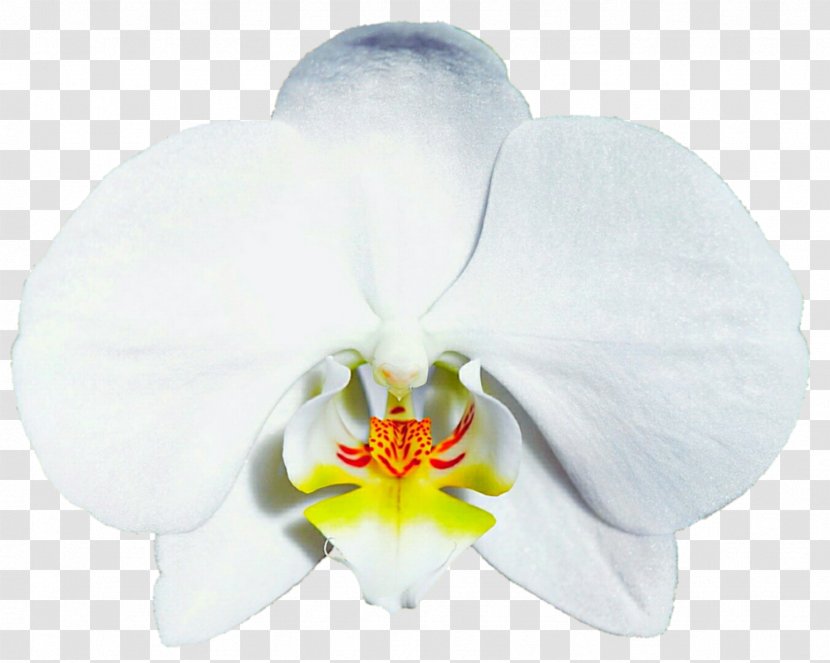 Moth Orchids Flower Clip Art - Petal - Orchid Transparent PNG