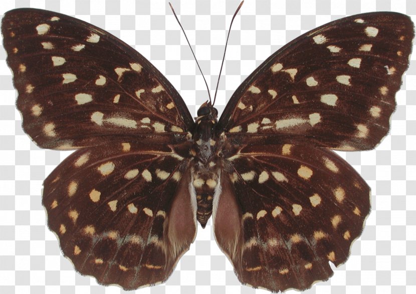 Monarch Butterfly Moth Brush-footed Butterflies Plain Tiger - Stock Photography Transparent PNG