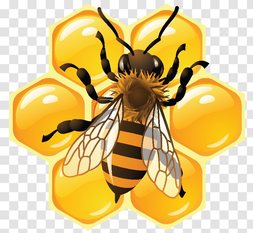 Honey Bee Honeycomb Beehive - Invertebrate Transparent PNG