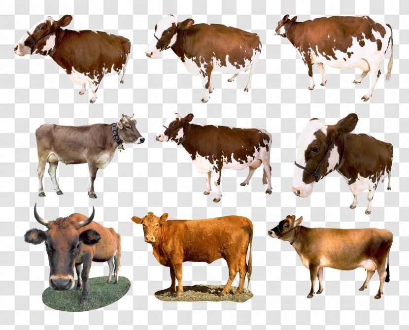 Bovine Herd Calf Cow-goat Family Dairy Cow - Livestock - Terrestrial Animal Pasture Transparent PNG