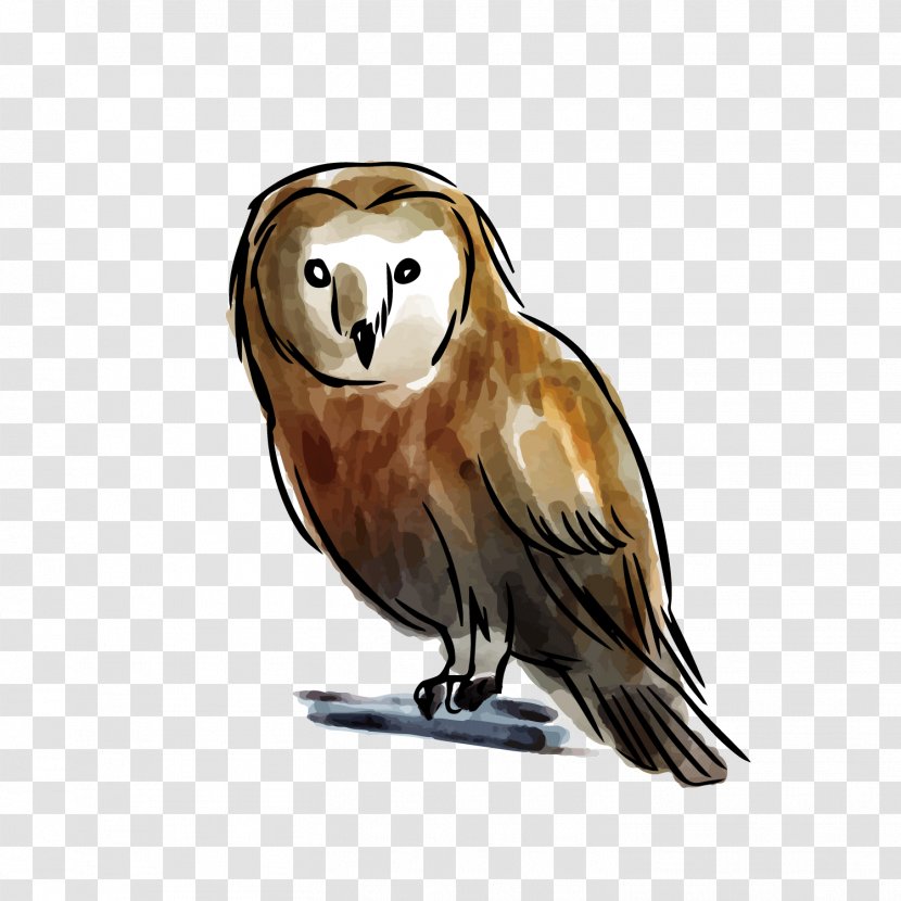 Owl - Bird - Grey Transparent PNG