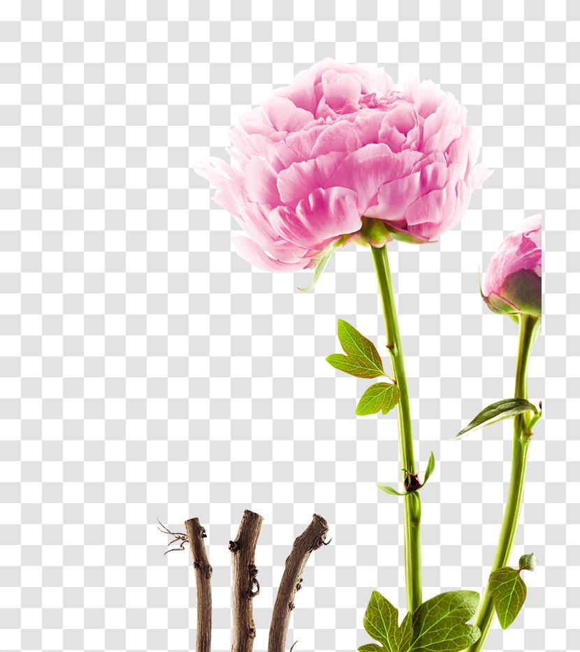 Peony Garden Roses Botany Carnation Cabbage Rose - Flowering Plant - Botanical Transparent PNG