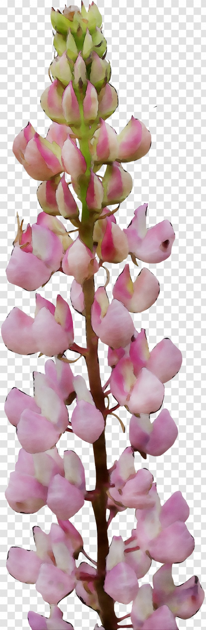 Foxgloves Flowering Plant Pink M Plants RTV - Orchids Of The Philippines Transparent PNG