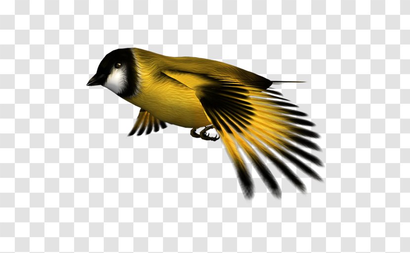 Finches Atlantic Canary Desktop Environment - Finch - Golden D Transparent PNG