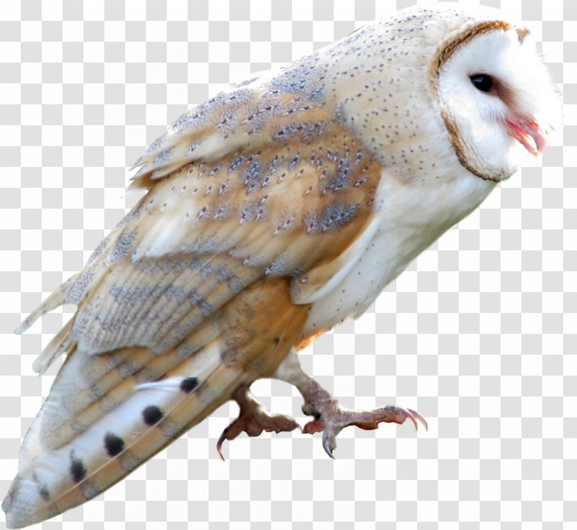Owl Cartoon - Barn - Horned Owls And Eagleowls True Transparent PNG