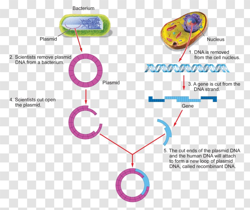 Genetic Engineering Recombinant DNA Genetics Process - Genetically Modified Bacterium - Science Transparent PNG