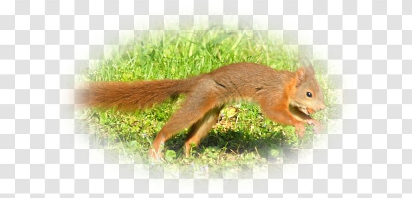 Fox Squirrel Chipmunk Terrestrial Animal Wildlife - Fauna - Pas De Deux Transparent PNG