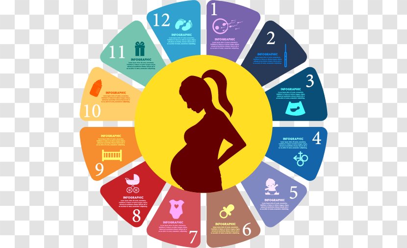 Pregnancy Childbirth - Timeline Transparent PNG