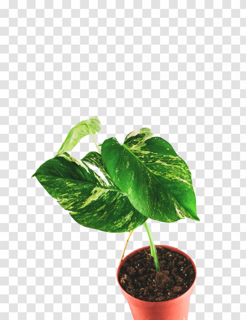 Plant Stem Leaf Houseplant Flowerpot Herb Transparent PNG