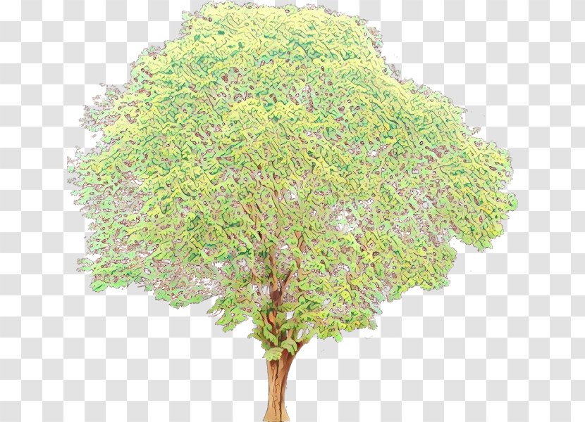 Plane - Woody Plant - Flowering Transparent PNG