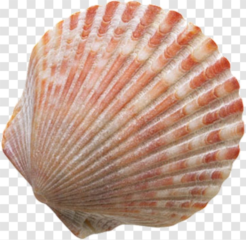 Seashell Clip Art - Mollusc Shell - Conch Transparent PNG