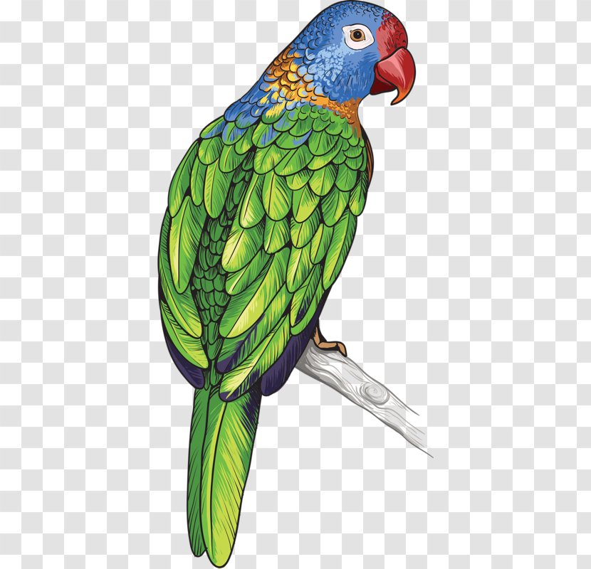 Parrot Bird Feather - Beak - Colored Transparent PNG