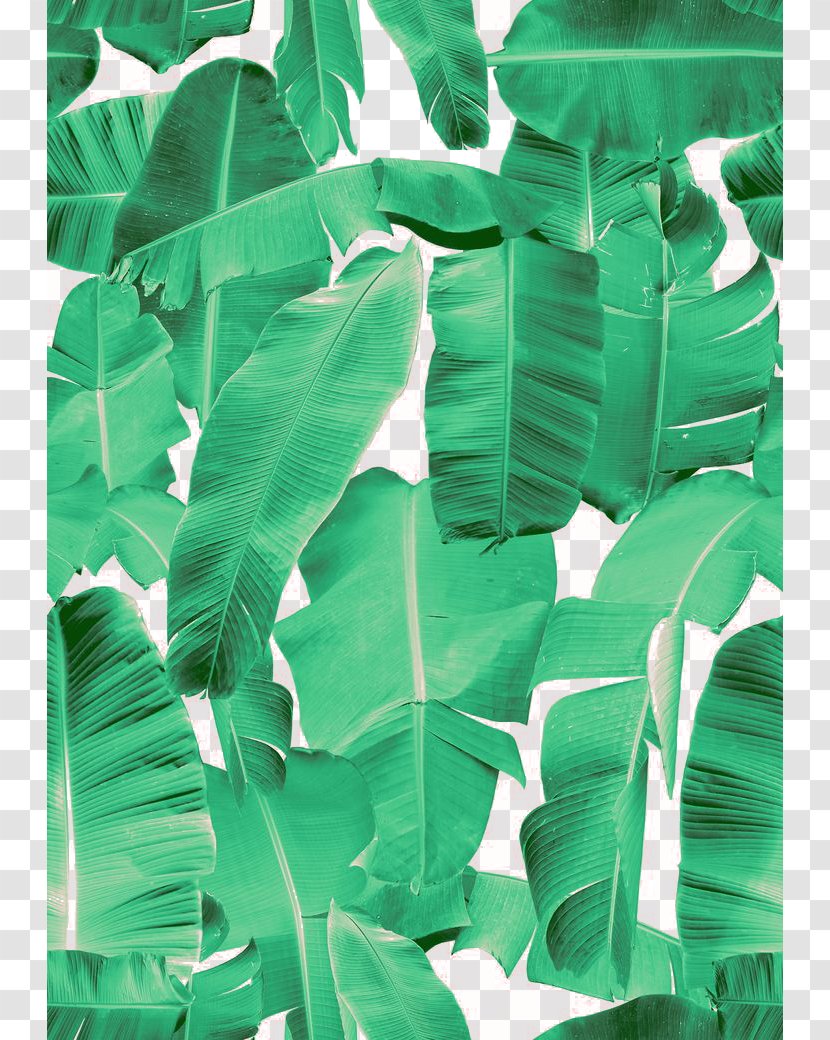 Banana Leaf Picture Frame Interior Design Services Flower - Palm Transparent PNG