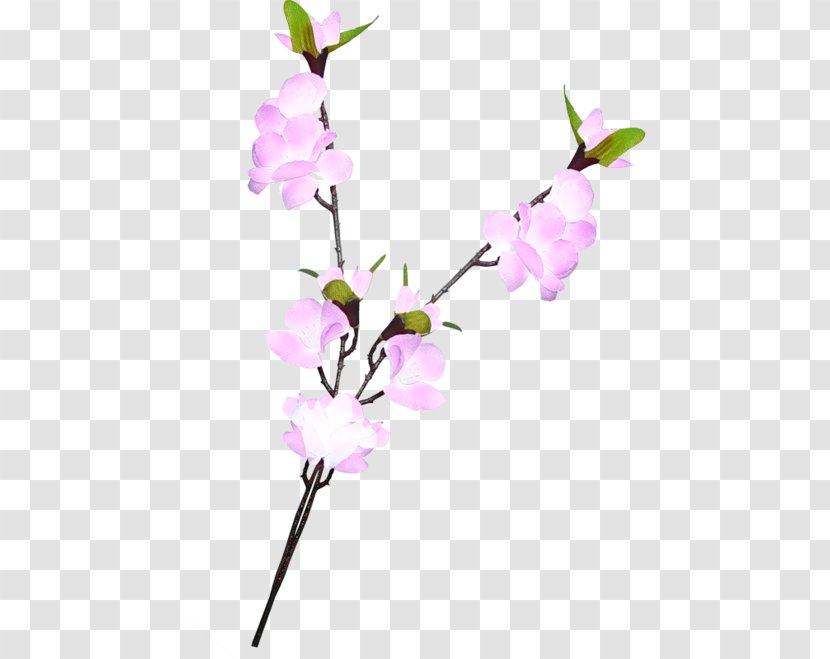Cut Flowers Floral Design Twig - Plant - Flower Transparent PNG