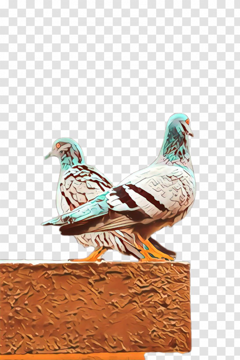 Feather - Rock Dove - Pigeons And Doves Transparent PNG