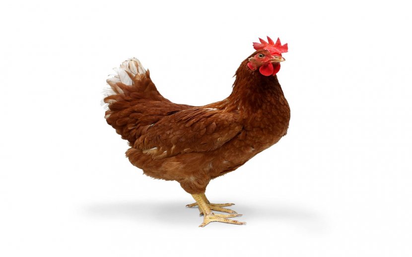 Ayam Cemani Tandoori Chicken Desktop Wallpaper Meat 1080p - Cock Transparent PNG
