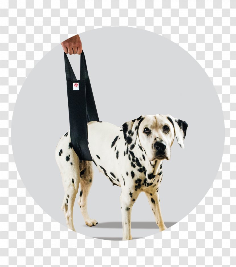 Dalmatian Dog Scandi Orthopedic AB Non-sporting Group Breed Vertebral Column - Helping Hand Transparent PNG