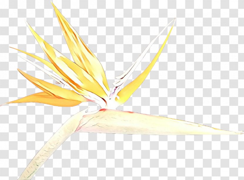 Bird Of Paradise - Plant Stem Transparent PNG