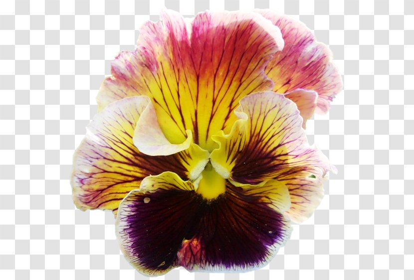 Pansy Moth Orchids Lily Of The Incas Close-up - Seed Plant - Flower Transparent PNG
