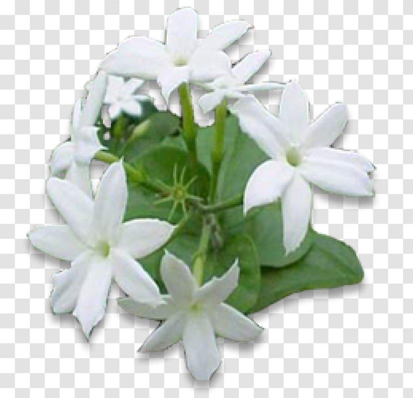 Arabian Jasmine Flower Night-blooming Vine Plant - Perfume - Jasmin Transparent PNG