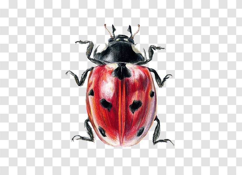 Ladybird Beetle Coleomegilla Maculata Coccinella Septempunctata Illustration - Painting - Painted Ladybug Transparent PNG