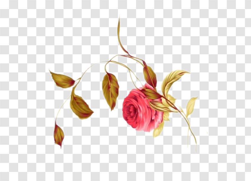 Beach Rose Multiflora Image China - Floral Design - Full Bloom Transparent PNG