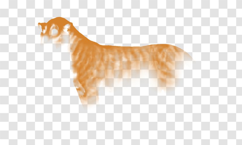 Whiskers Cat Cougar Dog Wildlife - Silhouette Transparent PNG
