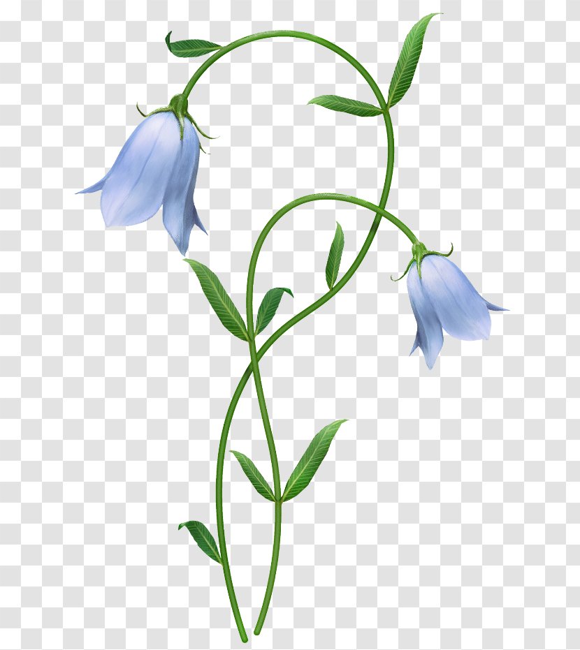 Flower Blue Harebell Clip Art Transparent PNG