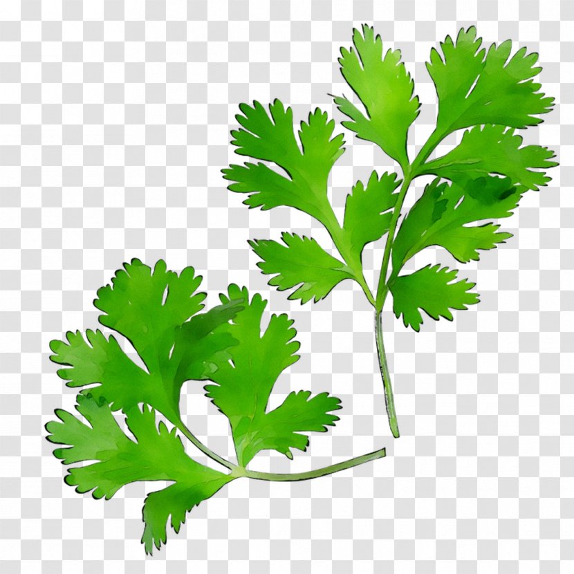 Parsley Coriander Leaf Plant Stem Herbalism - Lovage - Flower Transparent PNG