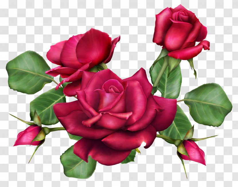 Flower Bouquet Garden Roses - Rosa Centifolia - Bouquets Of Transparent PNG