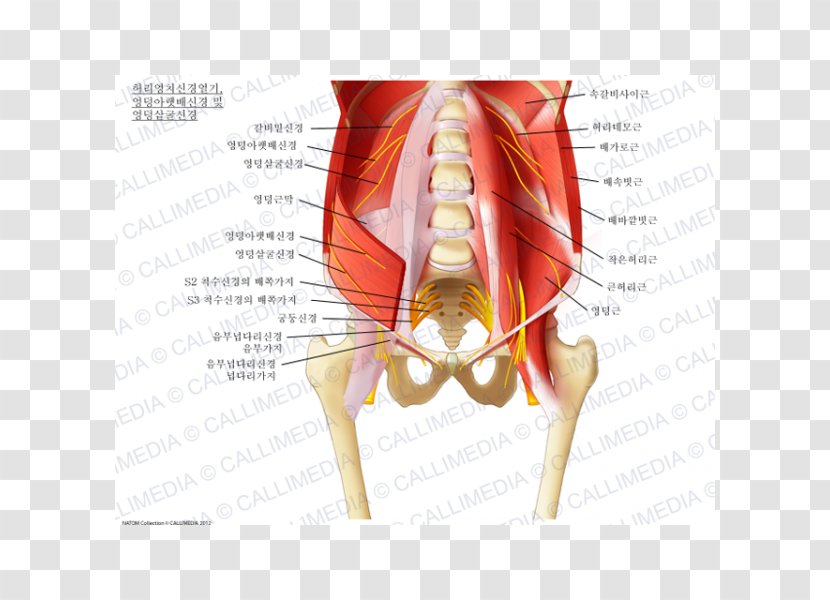 Sacral Plexus Lumbar Iliohypogastric Nerve Ilioinguinal - Cartoon Transparent PNG