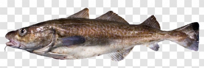 Pacific Cod Atlantic Sablefish - Cods - Fish Transparent PNG