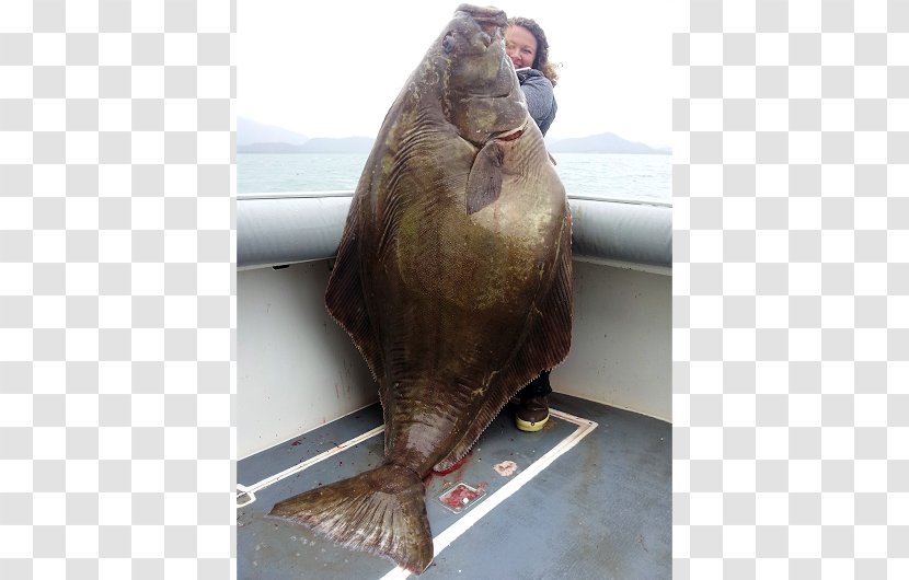 Pacific Halibut Fishes Of The World Flatfish - Animal Source Foods - Fish Transparent PNG