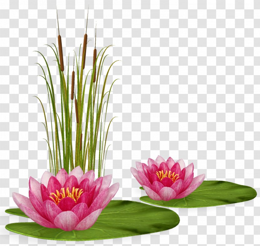 Floral Design Blog Nymphaea Nelumbo Painting - Plant - Lotus Transparent PNG