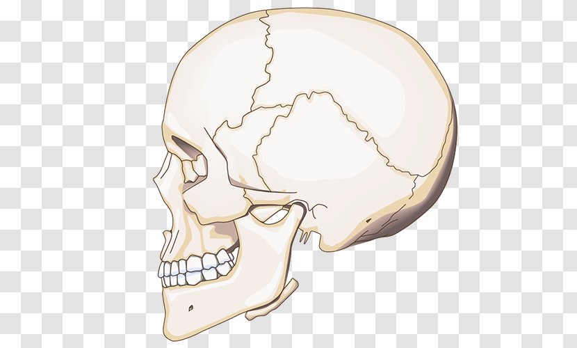 Nose Jaw Skull - Bone Transparent PNG