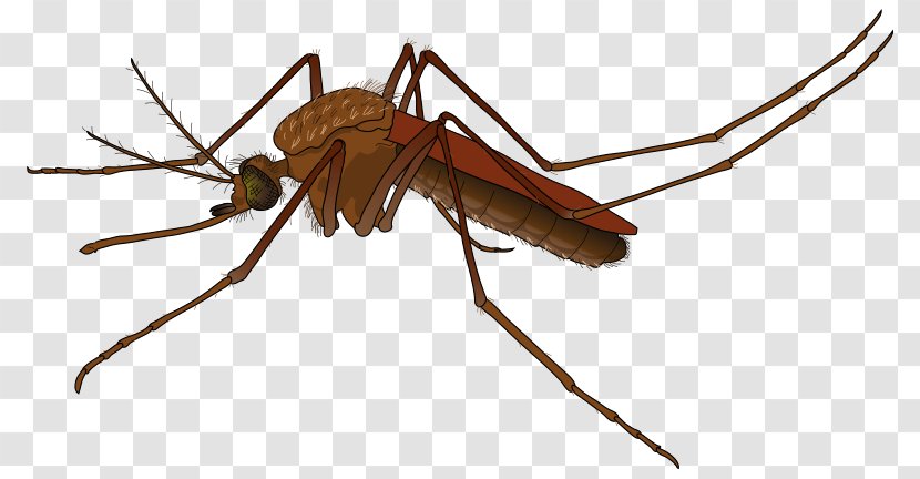 Flying Mosquitoes Pixel - Realistic Cliparts Transparent PNG
