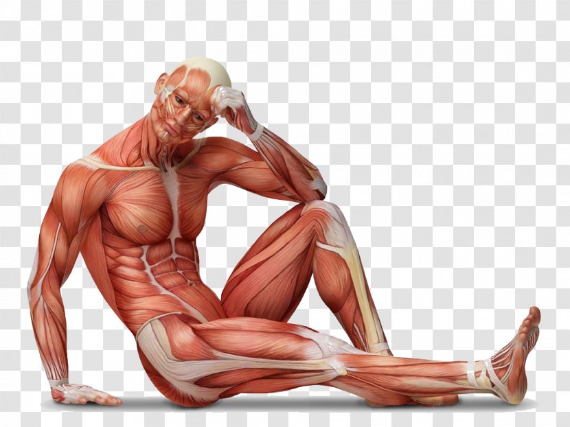 Muscle Tissue Human Body Muscular System Anatomy - Watercolor Transparent PNG