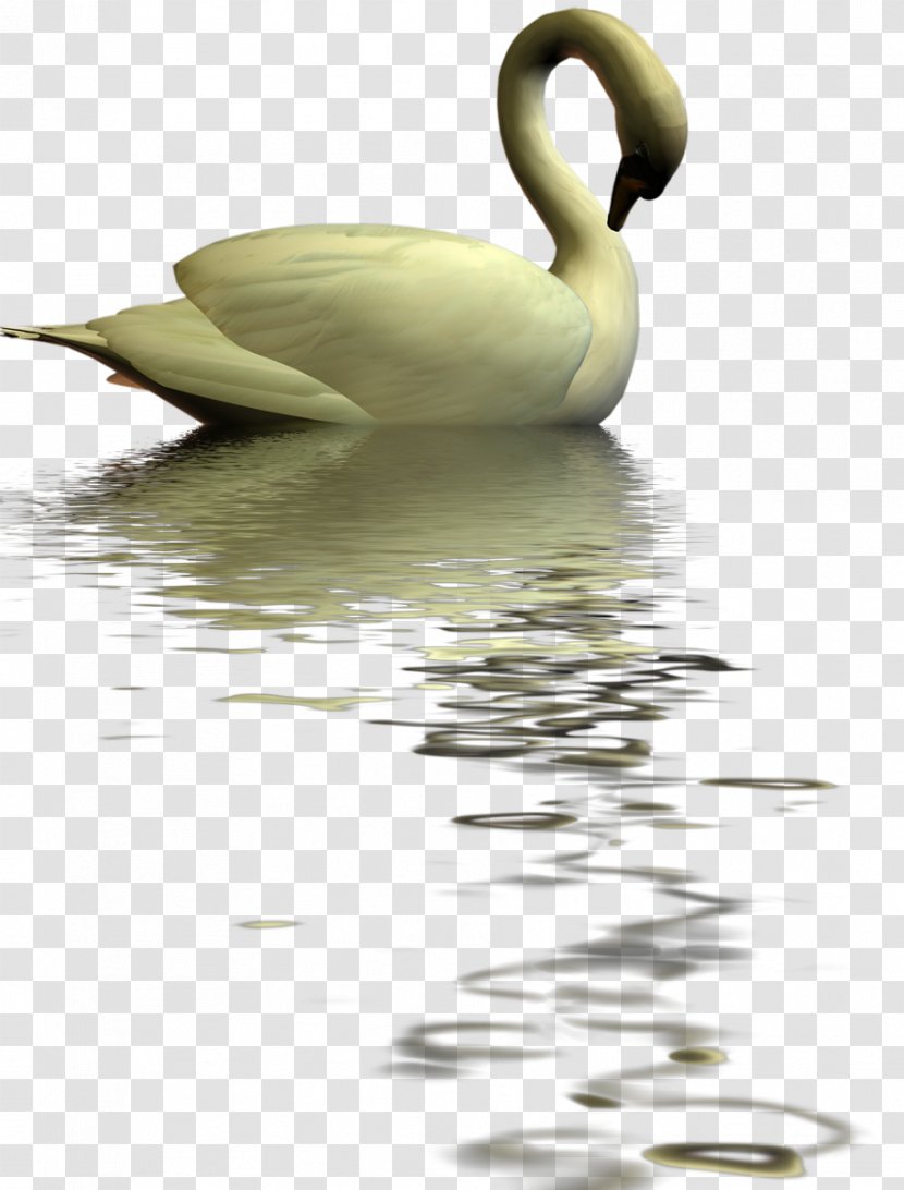 Cygnini Goose Water Bird Duck - Fauna - Swan Transparent PNG