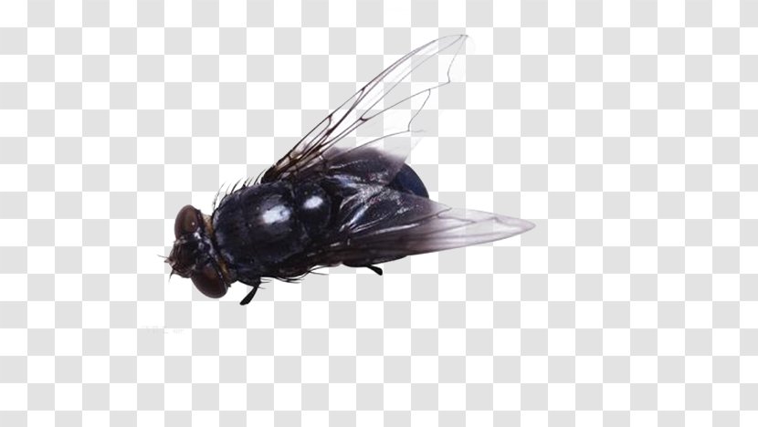 Insect Fly Clip Art - Invertebrate - Free To Pull The Material Flies Image Transparent PNG