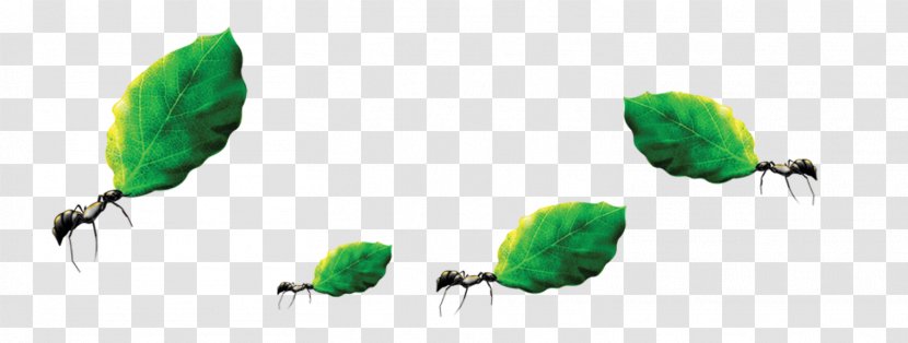 Ant Download Labor Computer File - Parrot - Ants Move Leaves Transparent PNG