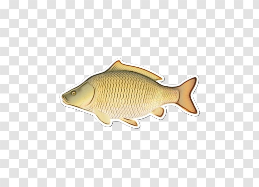 Fish Carp Bony-fish Ray-finned - Cyprinidae Products Transparent PNG